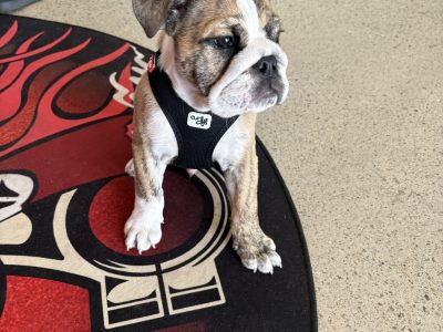 British Bulldog – Beerwah