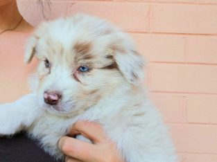 Australian Shepherd – Traralgon