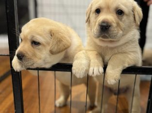 Labrador Retriever – Mornington