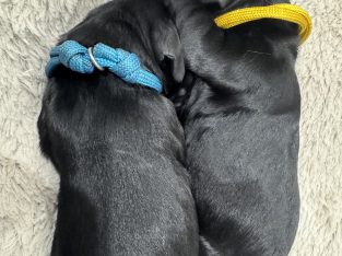 Spoodle – Hope Valley