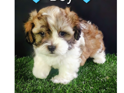 Maltese Shih Tzu – Ashmore