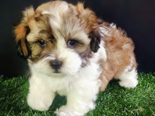 Maltese Shih Tzu – Ashmore