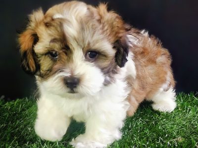 Maltese Shih Tzu – Ashmore