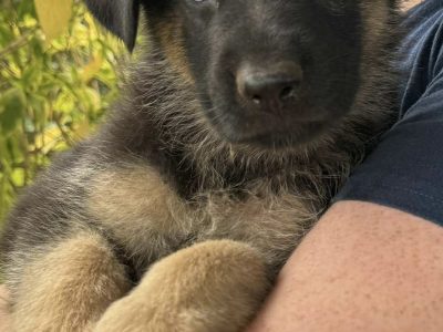 German Shepherd – Innisfail