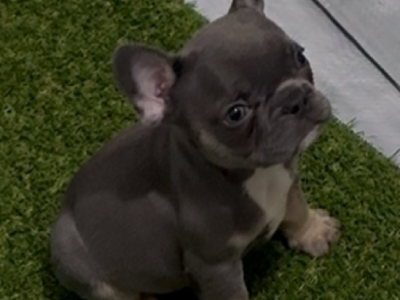 French Bulldog – Claremont Meadows