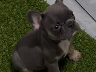 French Bulldog – Claremont Meadows