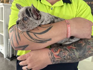 French Bulldog – Zoe