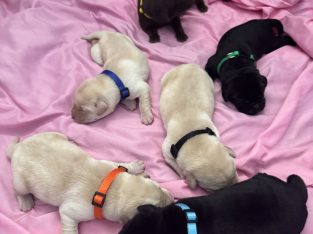 Labrador Retriever – Heatley