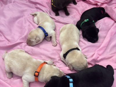 Labrador Retriever – Heatley