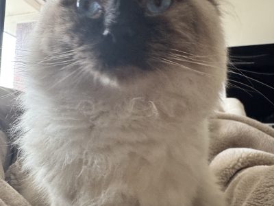 Ragdoll – Craigieburn