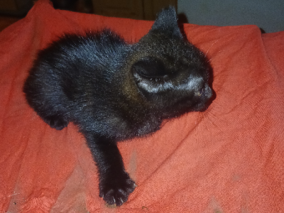 Manx – Mount Tarampa