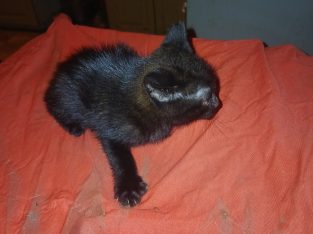 Manx – Mount Tarampa