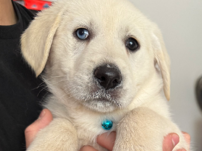 Golden Retriever – Werribee