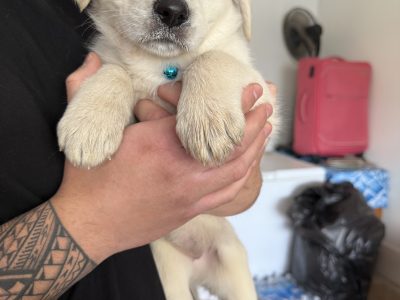 Golden Retriever – Werribee