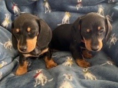 Dachshund – Latrobe