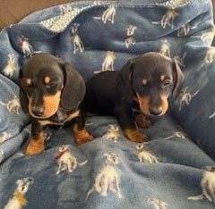 Dachshund – Latrobe
