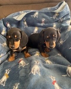 Dachshund – Latrobe