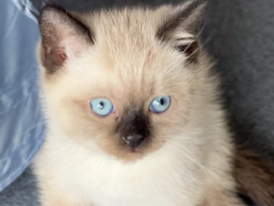 British Shorthair – Footscray