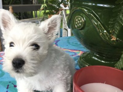 West Highland Terrier – Closeburn