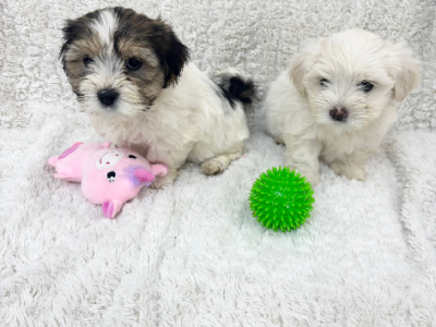 Maltese Shih Tzu – Wyndham Vale