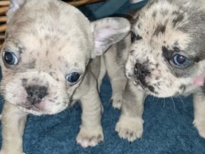 French Bulldog – Chermside