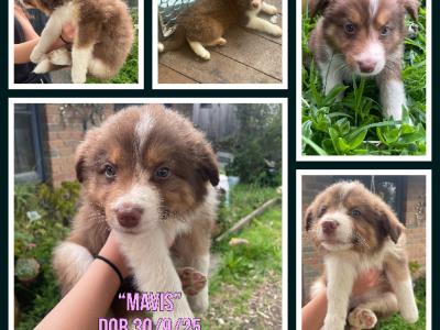 Border Collie – Pakenham