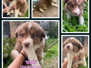 Border Collie – Pakenham