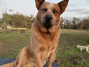 Australian Cattle Dog – Anabranch North