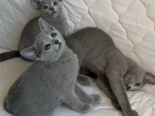 Russian Blue – Gregg