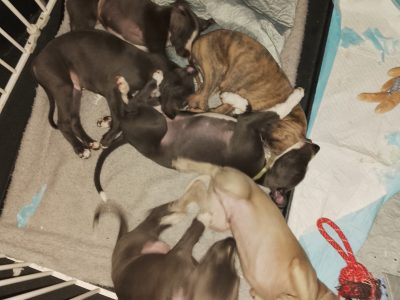 Whippet – Saumarez Ponds