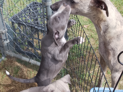 Dogs – Saumarez Ponds