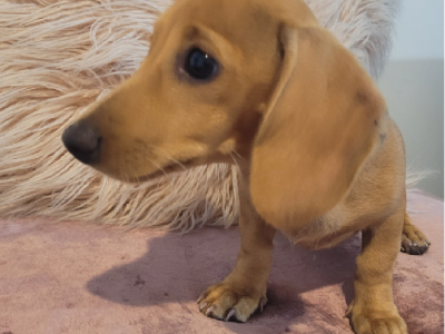 Dachshund – Urangan
