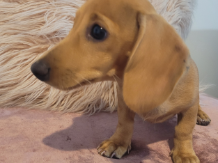Dachshund – Urangan