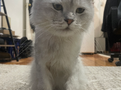 Persian – Clovelly