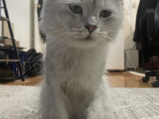 Persian – Clovelly