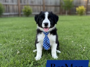 Border Collie – Everton Hills