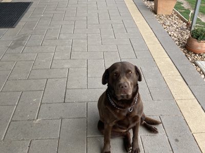 Labrador Retriever – Antwerp