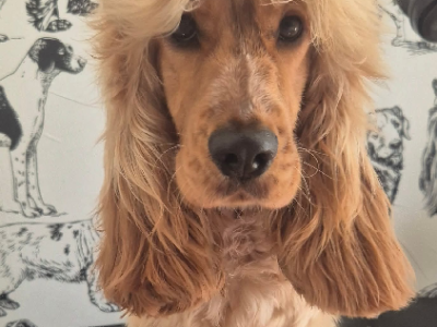 Cocker Spaniel – Zoe