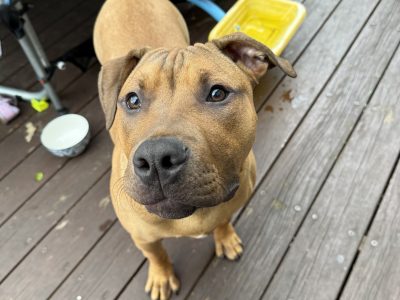 American Staffordshire Bull Terrier – Frankston