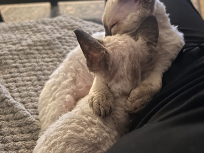 Cats – Cecil Hills