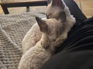 Cats – Cecil Hills