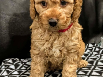 Spoodle – Thomastown