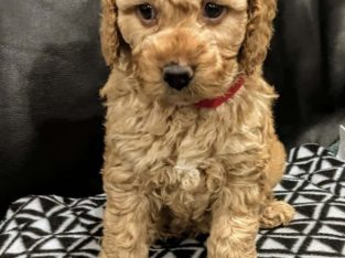 Spoodle – Thomastown