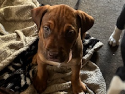 Bullmastiff – Rockingham