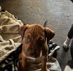 Bullmastiff – Rockingham