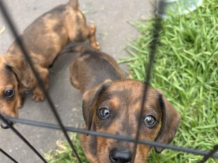 Dachshund – Two Wells