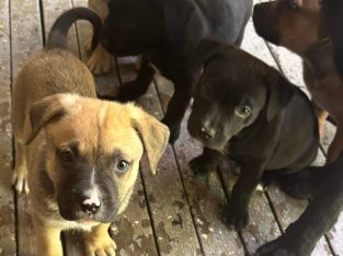 Labrador Retriever – Blackett