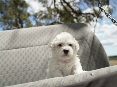 Bichon Frise – Muchea