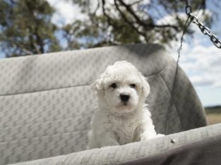 Bichon Frise – Muchea