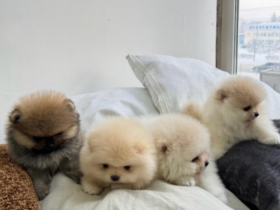 Pomeranian – Sydney